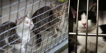 Mississauga animal cruelty case