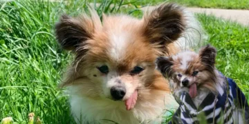 World's oldest dog dies 2026