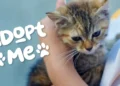 Cat Adoption Event Glencoe Ontario
